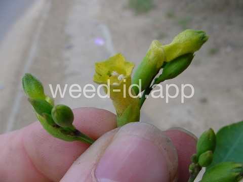 tobacco, tree